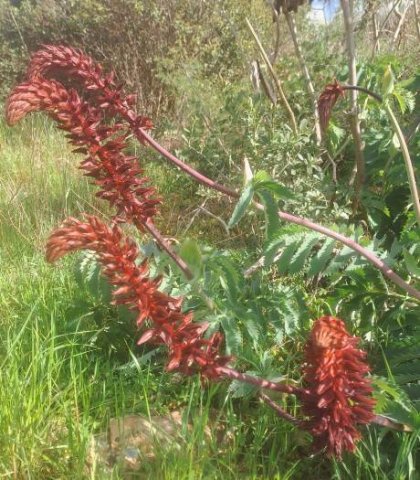 Melianthus